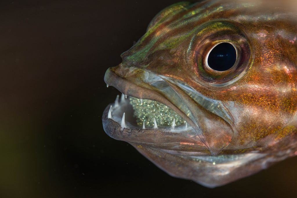 poisson